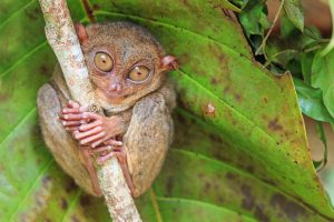 Tarsier,In,Cebu,,Philippines-,Tarsius,Syrichta