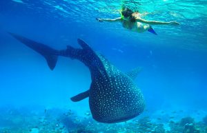 Young woman snorkeling underwater looks at a large whale shark. Philippines